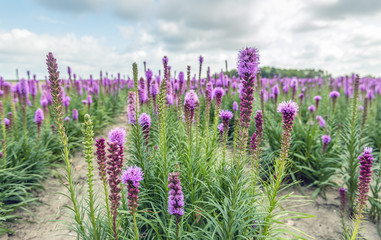 Endless rows of purple flowering Liatris spicata plants