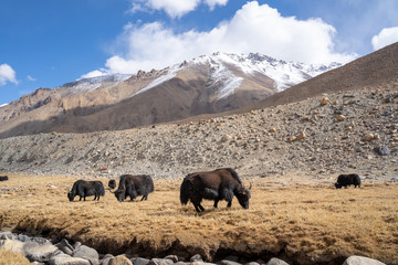 A view of a group of yak is eating in the field with the snow mountain in Ladakh, India.
