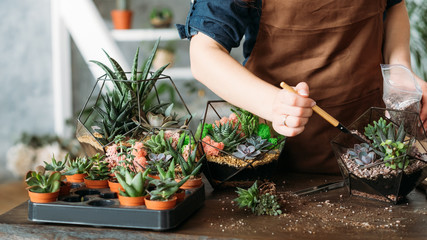 DIY florarium. Housewife business idea. Cropped shot of woman planting and growing succulents at...