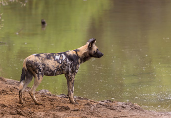 Fototapeta premium African wild dog standing next to water