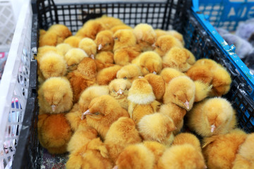 Chickens in mesh box