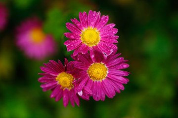 the most beautiful flower of autumn; chrysanthemum