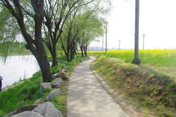 유채. 한강. 봄.  공원. 산책. 