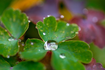 jewels of nature; Raindrops