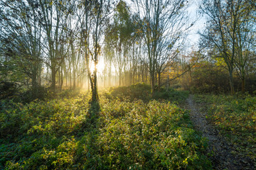Sonnenstrahlen im Wald am Morgen im Herbst