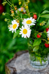 Medicinal herbs: Branches of red ripe strawberries, white daisies and mint leaves stand in a glass...