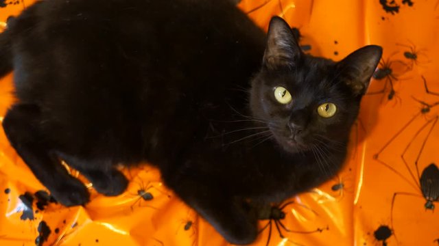 House pet a cat lying on a Halloween themed sheet with spiders on it.