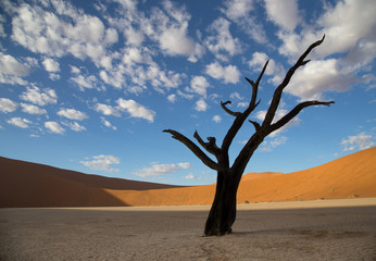 Fototapeta na wymiar Dead tree in the Namib Desert