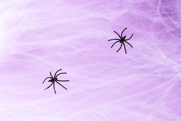 Halloween holiday concept. White spider web with two black spider web purple background.