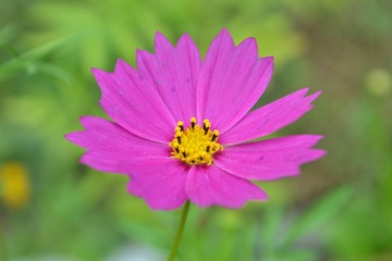 Obraz premium Kosmeya or Cosmos-ornamental garden plants
