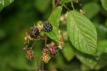 Brombeere