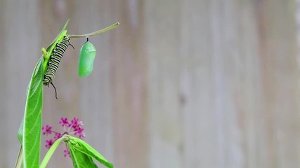 Monarch Chrysalis and caterpillar, Danaus Plexppus, on milkweed with rustic wooden background, room for text and copy