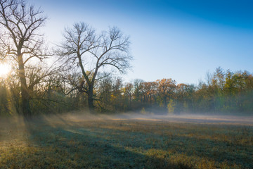 Obraz na płótnie Canvas Baum und Nebel im Sonnenaufgang - Herbst Winter
