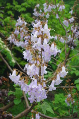 오동나무. 꽃. 오동나무꽃. 