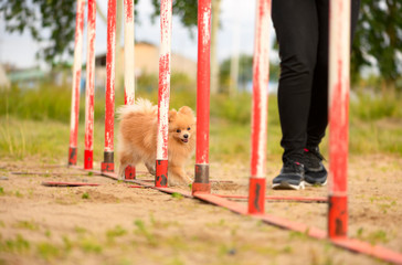 The Pomeranian dog is overcoming the slalom.
