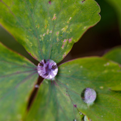 jewels of nature; Raindrops