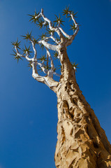 Quiver tree against blue sky
