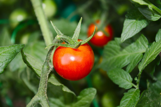 Reife Tomaten