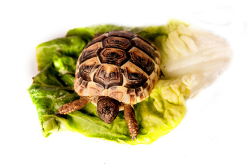 b&eacute;b&eacute; tortue sur une feuille de salade