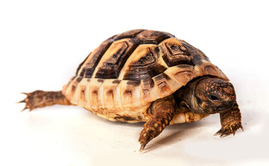 tortue de terre