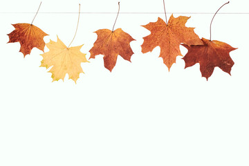  dry maple leaves hang on a rope on a white isolated background. autumn composition of leaves