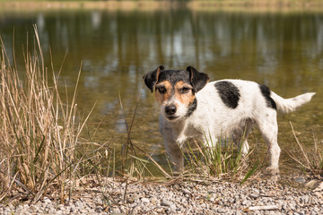 Naklejka na ściany i meble Cute little Jack Russell Terrier stands on the lake shore in the water and looks attentively.