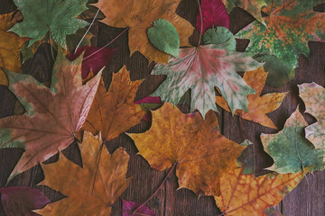 multicolored autumn leaves and hawthorn fruits on a wooden board.