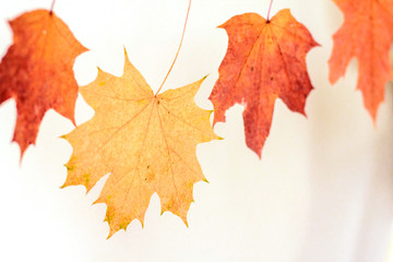  dry autumn maple leaves on a light background
