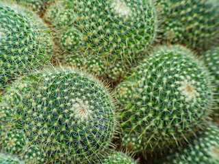 cactus (Echinocactus grusonii) cluster. well known species of cactus