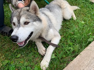 portrait of siberian husky
