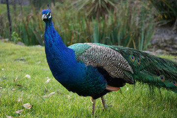 Obraz premium Peacock