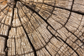 Fototapeta premium natural background from old tree stump