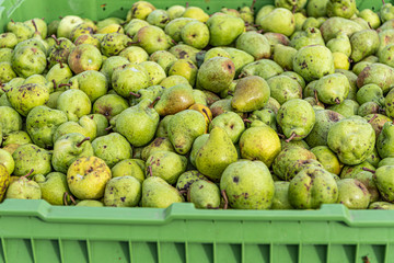 Many Ripe fall pears in a container in autumn