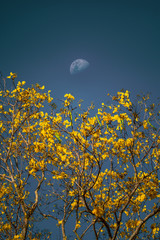 Golden Trumpet Tree (Tabebuia chrysotricha) blooming and a half moon during the first quarter phase in background