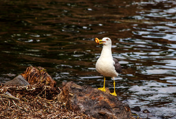 seagull on a rock