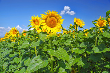 Sunflower field in a summer day