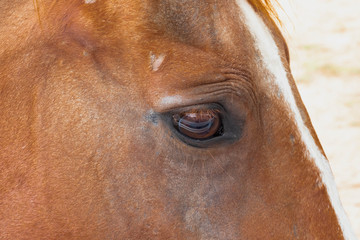eye of a horse