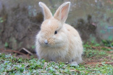 white rabbit in the grass