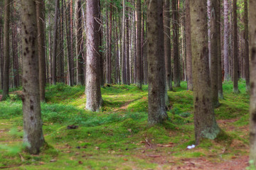 Naklejka premium Magic Forest with conifers in evening dark light