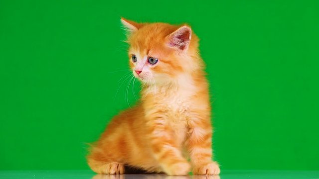 orange kitten looks in different directions on a green screen