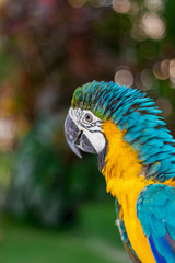 Obraz premium colorful parrot on a branch