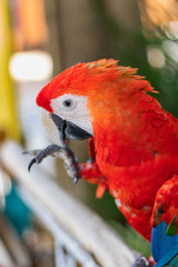 Red parrot on a branch