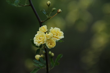 モッコウバラの黄色い花
