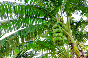 Obraz na płótnie Canvas Bunch of raw bananas on a banana tree