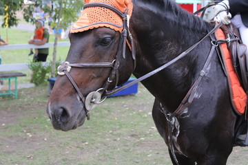 portrait of a horse