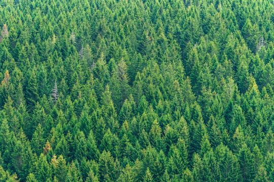 Green Pine Tree Forest Texture