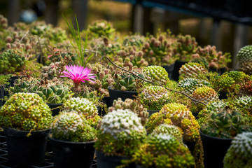 pink flower of small farm of cantus