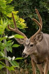 Obraz premium A Whitetail Buck eating leave from a tree in Coldstream, Vernon British Columbia