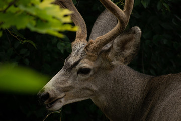 Obraz premium A Whitetail Buck eating leave from a tree in Coldstream, Vernon British Columbia