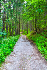 Ground road in summer mountain forest